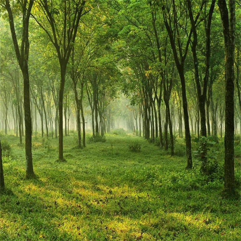 AOFOTO 6x6ft Spring Forest Trees Backdrops for YouTube Videos Nature Country Grass Ground Photography Studio Props Natural Scenery Green Woods Background Girl Boy Adult Art Portrait Photo Shoot Vinyl - Image 1